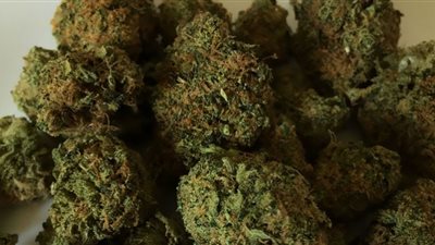 ضبط 105 كيلو بانجو في ضربات على أوكار بيع السموم