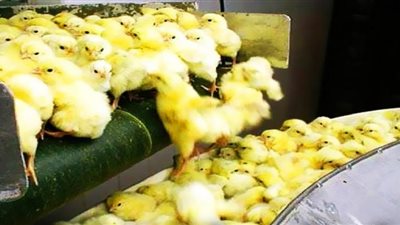 إعدام الكتاكيت جرس إنذار لانهيار صناعة الدواجن في مصر (فيديو)