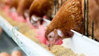 تدخل رئاسي لحل أزمة أعلاف الدواجن (فيديو)