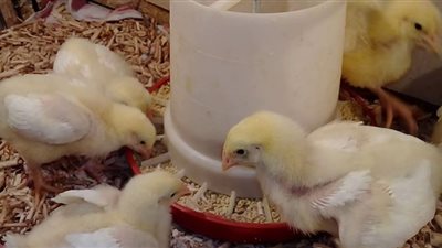 ارتفاع أسعار الدواجن اليوم بعد أزمة إعدام الكتاكيت