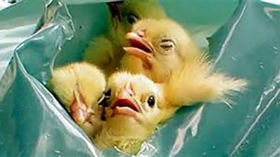 إعدام الكتاكيت كارثة والأزمة الحالية أكبر من أنفلونزا الطيور