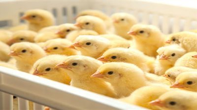 إعدام الكتاكيت.. توقعات بارتفاع جديد لأسعار الدواجن