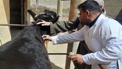 تحصين 106 آلاف من الثروة الحيوانية لمواجهة الحمى القلاعية ببني سويف