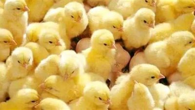 مذبحة الكتاكيت الجماعية.. والأعلاف المنقذ الوحيد