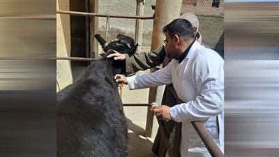 تحصين 111 ألف رأس ماشية ببني سويف ضد مرض مرض المجترات الصغيرة