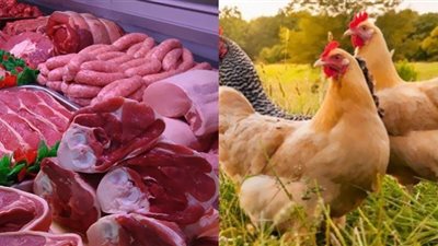 انخفاض أسعار الدواجن واللحوم خلال أيام.. فيديو