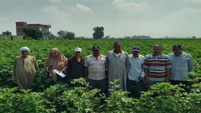 يوم حقل لمحصول القطن المحمل على البصل بالشرقية