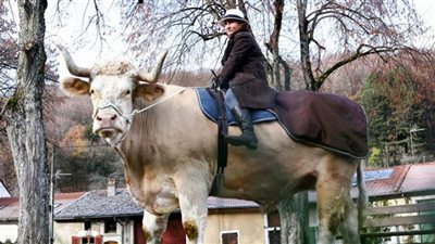 ثور بروح فرس ينافس الخيل في السباقات.. شاهد