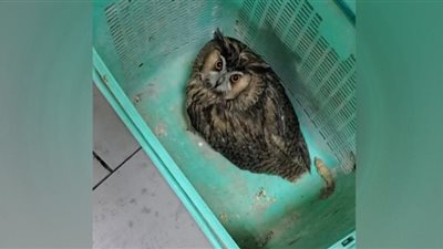 إنقاذ طائري بوم مهددين بالانقراض في شوارع موسكو