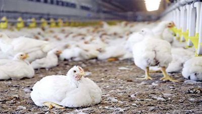 الحكومة تنقذ صناعة الدواجن بعد إعدام الكتاكيت (فيديو)