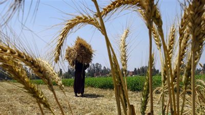 انخفاض في أسعار القمح صباح اليوم الثلاثاء