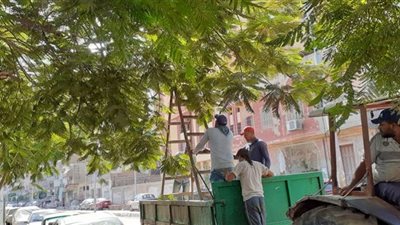 حملة لقص وتقليم الأشجار في نطاق حي شرق المنصورة