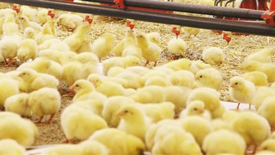 الوفد تكشف أسرار إعدام الكتاكيت فى مزارع الدواجن