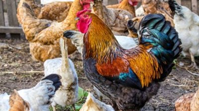 أسعار الدواجن اليوم الإثنين في السوق المحلي المصري