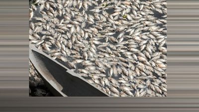 مادة سامة تُؤدي إلى نفوق جماعي لأسماك 3 دول