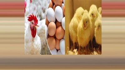 بشرى سارة بشأن أسعار الدواجن (شاهد)