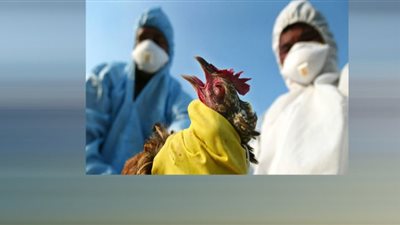 إنفلونزا الطيور تُثير الرعب