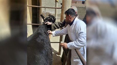 بنى سويف تحصين 73 ألف رأس ماشية ضد الحمى القلاعية