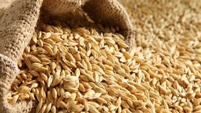 فتح باب التقدم لتوريد الأرز الشعير من المزارعين