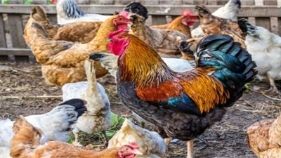 أسعار الدواجن اليوم الثلاثاء بالمزرعة