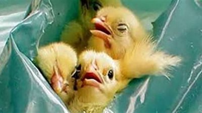 8 بدائل طبيعية لعلف الدواجن في مصر