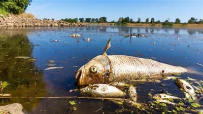 مُكافأة بولندية ضخمة لمن يعثر على مُسممى نهر أودر