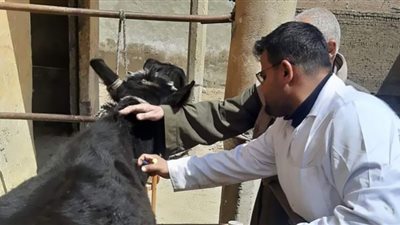 تحصين 109 آلاف من الثروة الحيوانية ببني سويف