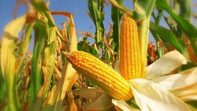 أسعار الذرة اليوم الثلاثاء في السوق المحلية