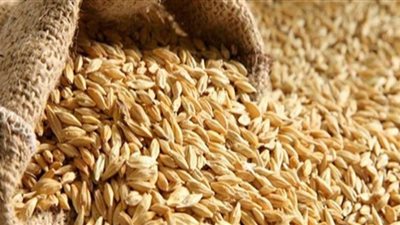 تموين البحيرة يضبط 80 طن أرز شعير داخل أحد ‏المخازن بالدلنجات