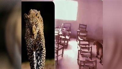 نمر جائع يتجول في المنازل ويصيب 15شخصًا.. شاهد