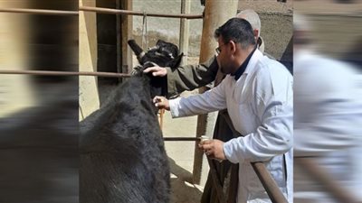 تحصين 115 ألف رأس ماشية ضد طاعون المجترات الصغيرة بني سويف