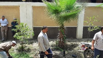 زراعة 600 شجرة بطريق 