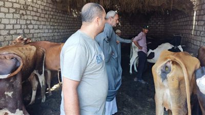 لجان بيطرية للتأمين على رؤوس الماشية بقرى الفيوم