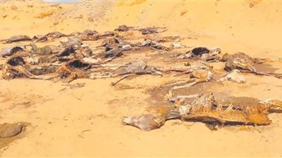 العثور على 26 حماراً مذبوحاً فى صحراء العياط