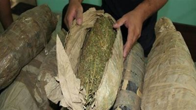 ضبط 51 كيلو بانجو في حملات على تجار المخدرات