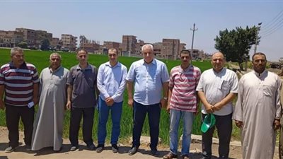 يوم حقل زراعي لمحصول الأرز بشوبك أكراش بالشرقية