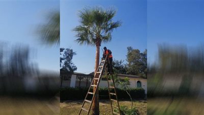 جهاز التطوير والتجميل يواصل أعماله بميادين الإسماعيلية