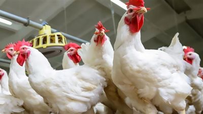 الإفراج عن أعلاف الدواجن.. إنعاش لصناعة تحتضر.. فيديو