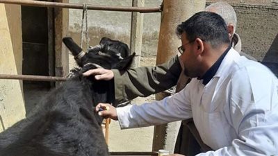 تحصين أكثر من 77 ألف و600 من الثروة الحيوانية ببني سويف لمواجهة الحمى القلاعية والوادي المتصدع
