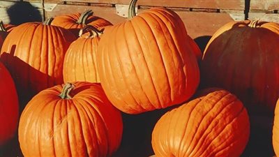 4 عناصر أساسية تجعل اليقطين ضمن أفضل الأطعمة