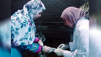 تحصين 64 ألف طائر من الأمراض الوبائية في قرى كفر الشيخ