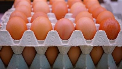انخفاض أسعار البيض اليوم في مصر