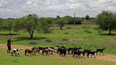 الأغنام والماعز تنقذ إسبانيا من الحرائق