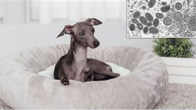 كارثة.. إصابة أول حيوان أليف بـ جدرى القرود