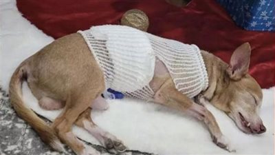 كلب من سلالة مُميزة يتعرض لطعنة غادرة في نوبة جنون