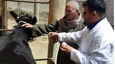 تحصين 114 ألف رأس ماشية في بني سويف