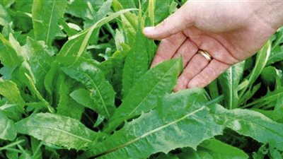 نوع من النباتات يقلل تكاثر فيروس كورونا