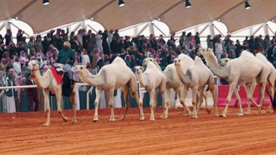 وظائف موسمية بمهرجان الملك عبدالعزيز للإبل
