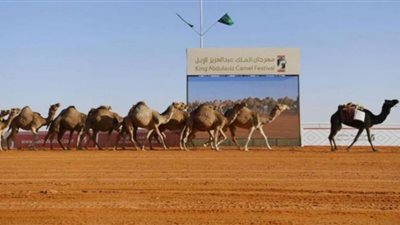 بالصور تفاصيل مهرجان الملك عبدالعزيز للإبل.. موعد التسجيل في وظائف النسخة السابعة