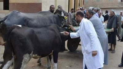 بيطرى الإسكندرية: تحصين 13 ألف و586 رأس ماشية ضد الحمى القلاعية